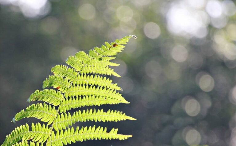 Jak ratować zaschniętą paprotkę