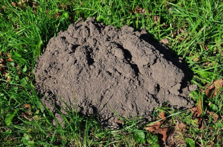 Jak złapać kreta bezpiecznie