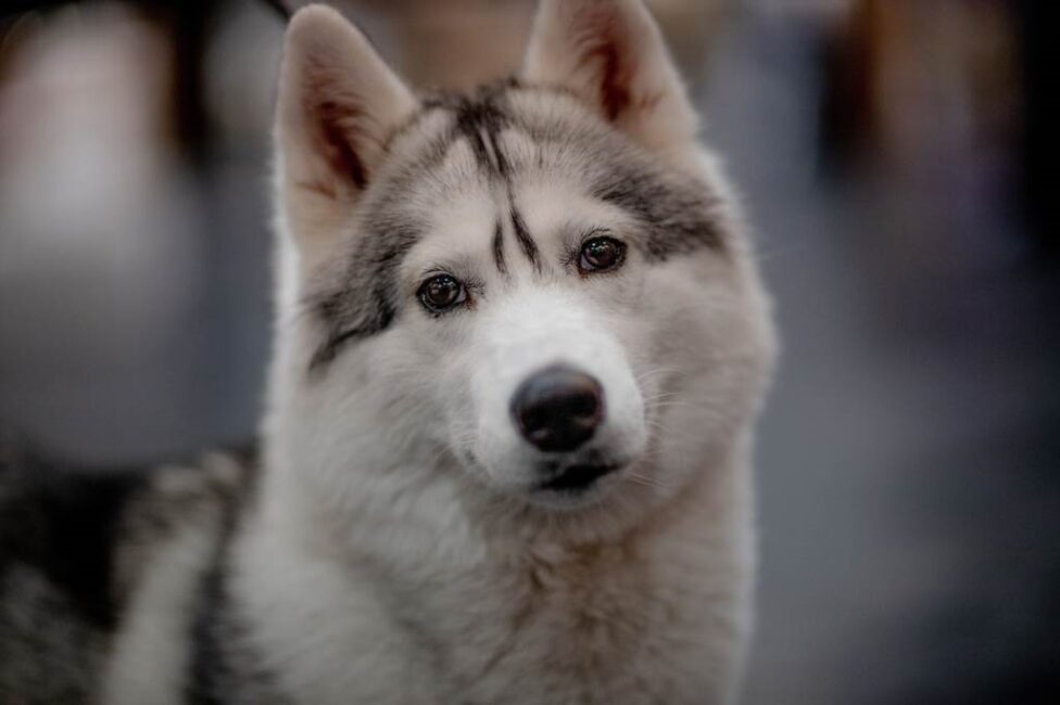 Konsekwencje braku sprzątania po psie