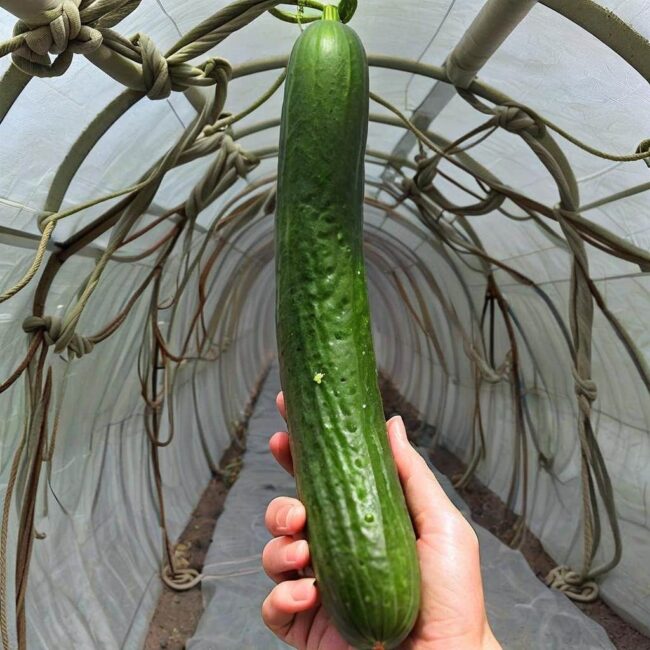 Porównanie różnych technik podwiązywania ogórków